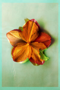 Sunny Afternoon, photographie